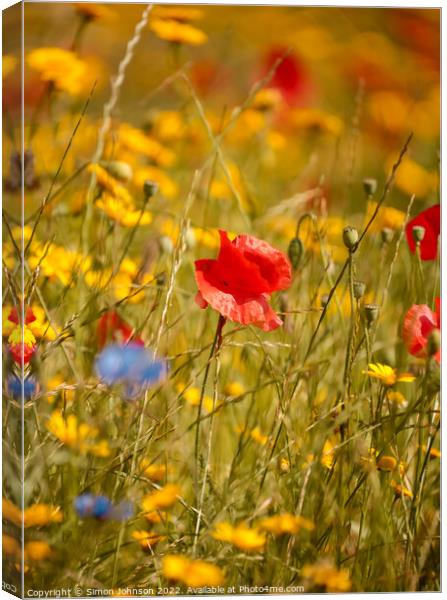 Poppy in grass Canvas Print by Simon Johnson