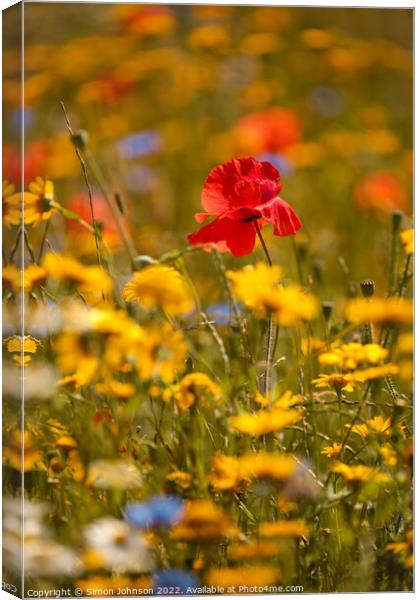 sunlit Poppy in meadow flowers Canvas Print by Simon Johnson