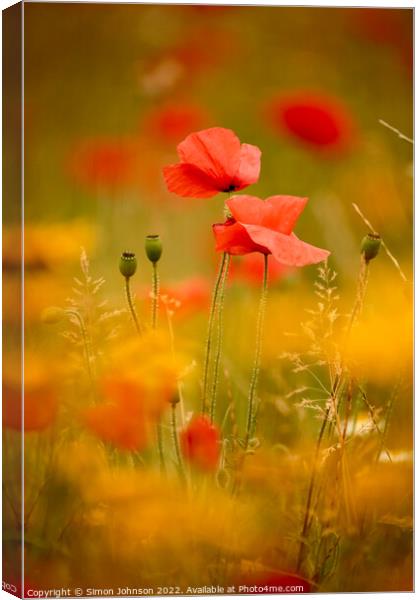 Two sunlit poppies  Canvas Print by Simon Johnson