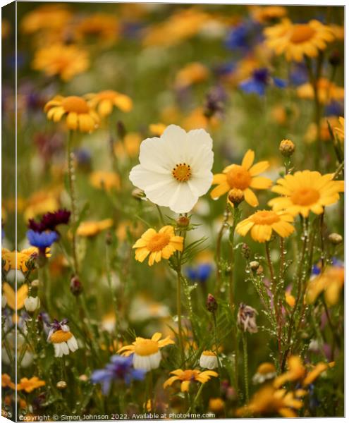 A close up of a  meadow flower Canvas Print by Simon Johnson