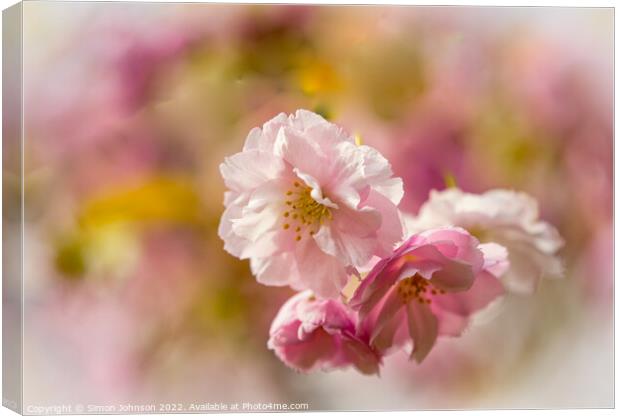 Cherry Blossom Canvas Print by Simon Johnson