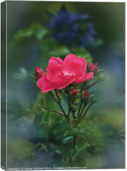 Rose flower Canvas Print by Simon Johnson