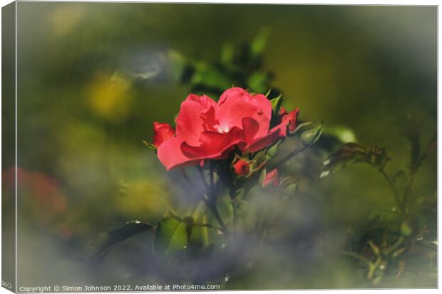 a red rose Canvas Print by Simon Johnson