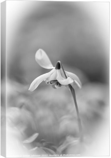 Snowdrop flower Canvas Print by Simon Johnson