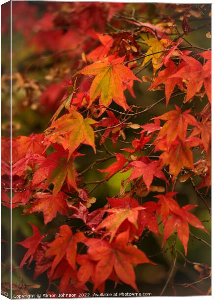 Autumnal  Acer leaves Canvas Print by Simon Johnson