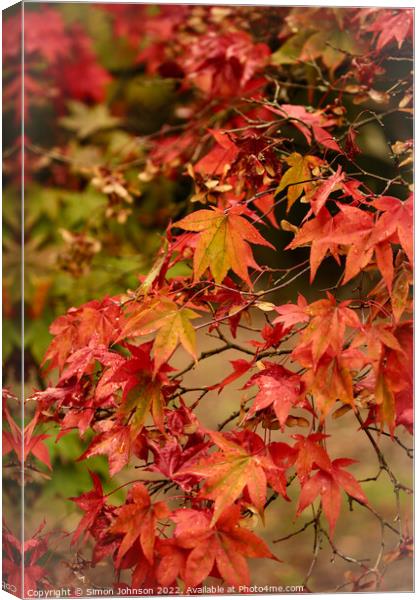 Autumnal leaves Canvas Print by Simon Johnson