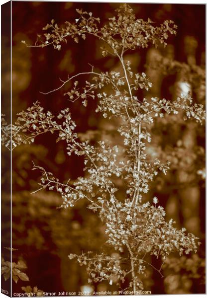 sunlit leaves in sepia Canvas Print by Simon Johnson