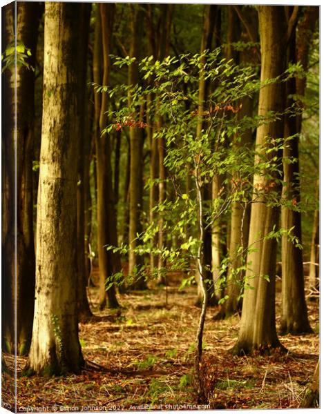 Plant tree Canvas Print by Simon Johnson