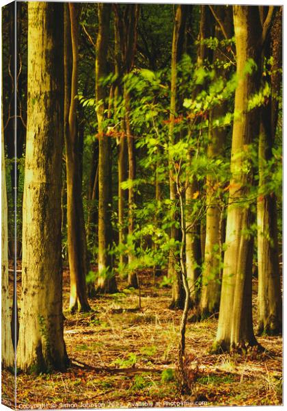 Wind blown tree Canvas Print by Simon Johnson