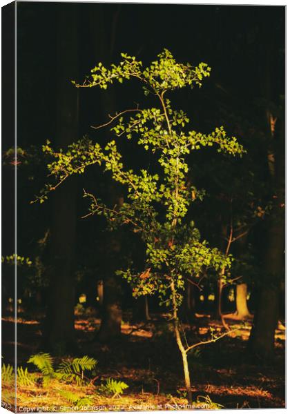 sunlit tree  Canvas Print by Simon Johnson