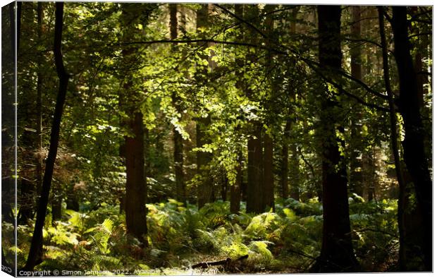 sunlit Forest Canvas Print by Simon Johnson