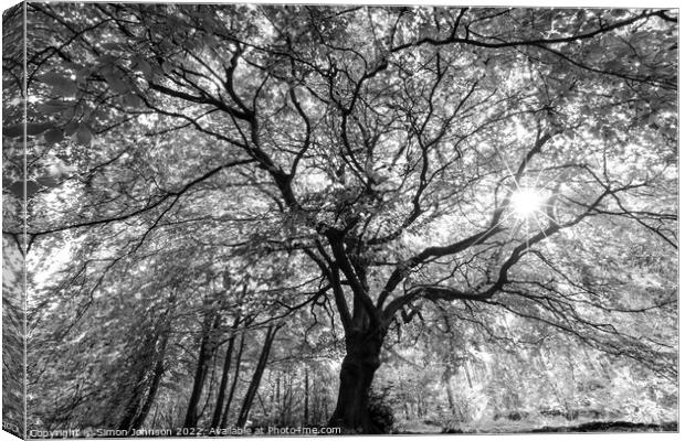 Beech tree with sunlight Canvas Print by Simon Johnson