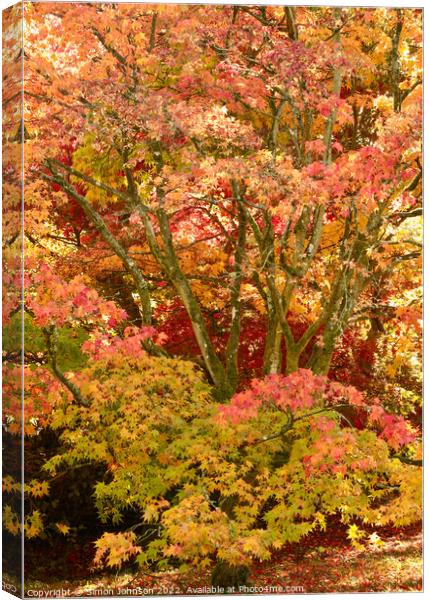 Autumn Acer Tree Canvas Print by Simon Johnson