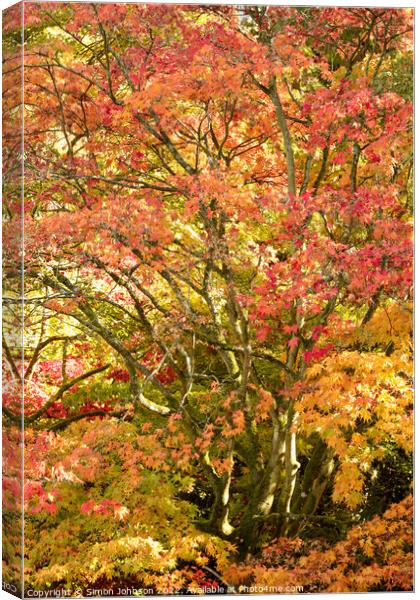 Acer autumnal leaves Canvas Print by Simon Johnson