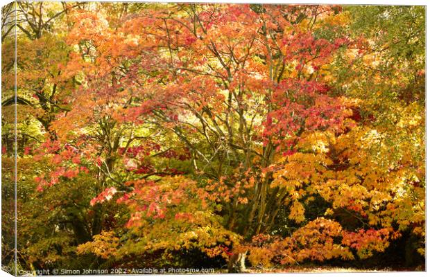 A tree in front of a flower Canvas Print by Simon Johnson