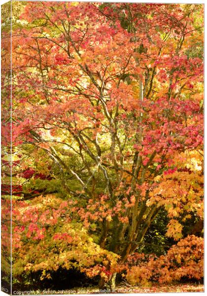 Autumnal Acer tree Canvas Print by Simon Johnson