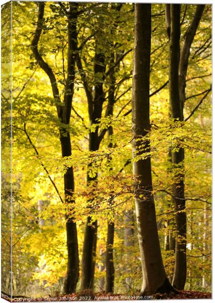 Sunlit Woodland Autumn Canvas Print by Simon Johnson