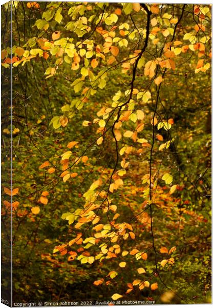 Sunlit Leaves  Canvas Print by Simon Johnson