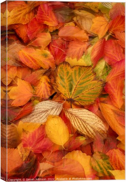 A group of colourful autumn leaves  Canvas Print by Simon Johnson