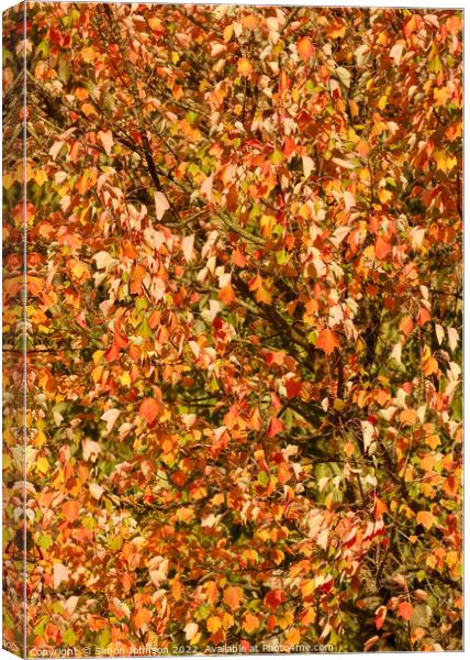 Wind blown sunlit leaves Canvas Print by Simon Johnson