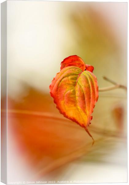 A close up of an autumn leaf Canvas Print by Simon Johnson