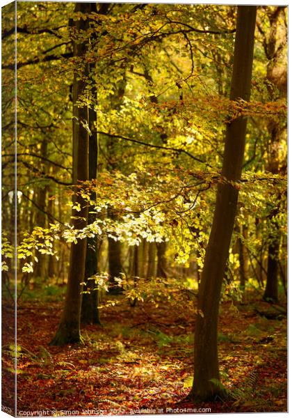 Autumn woodland  Canvas Print by Simon Johnson