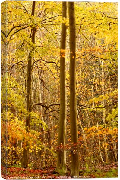 sunlit autumn woodland  Canvas Print by Simon Johnson