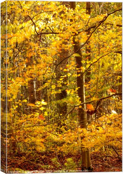 Autumn woodland Canvas Print by Simon Johnson