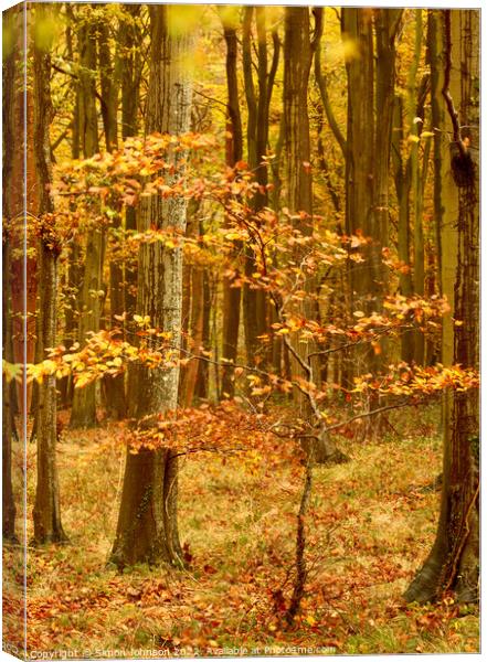 wind blown Beech tree Canvas Print by Simon Johnson