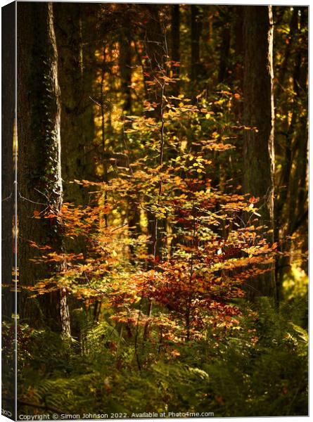 sunlit woodland  Canvas Print by Simon Johnson