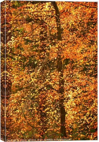 Sunlit autumn leaves Canvas Print by Simon Johnson