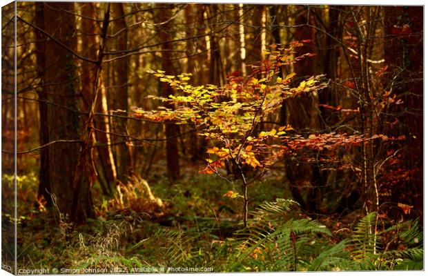 sunlit tree Canvas Print by Simon Johnson