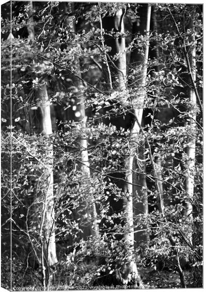 Sunlit woodland in Monochrome Canvas Print by Simon Johnson