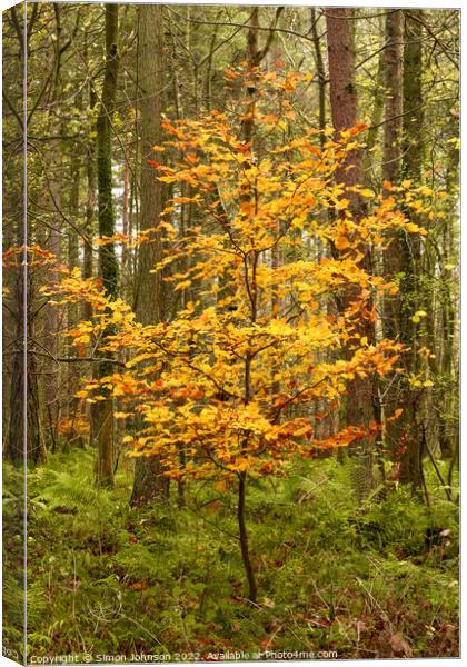 Plant tree Canvas Print by Simon Johnson