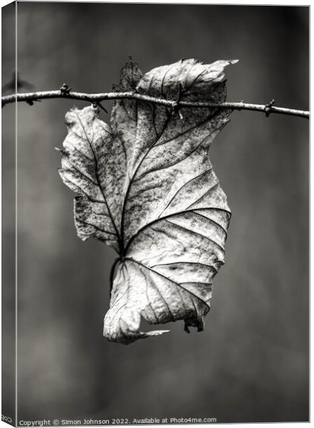 Leaf clinging on Canvas Print by Simon Johnson