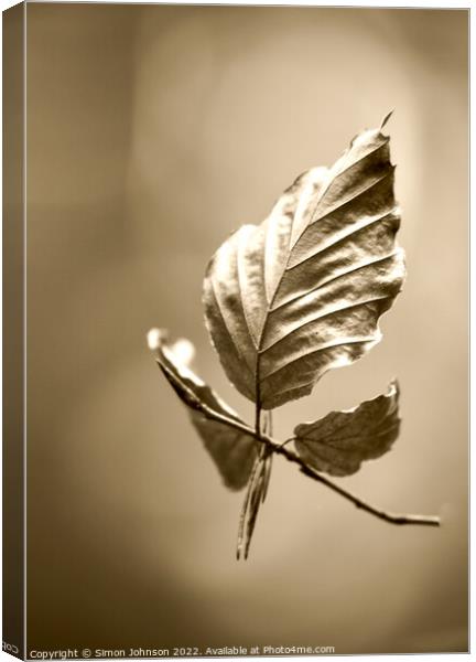 Beech leaf  sepia Canvas Print by Simon Johnson