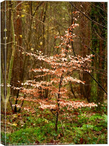 Beech sapling  Canvas Print by Simon Johnson