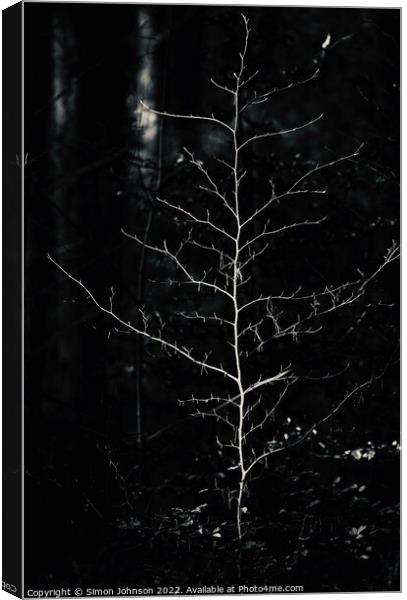 sunlit tree in monochrome  Canvas Print by Simon Johnson