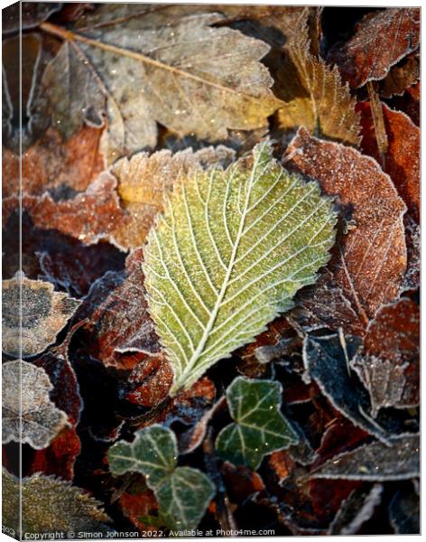 Frosted leaf Canvas Print by Simon Johnson