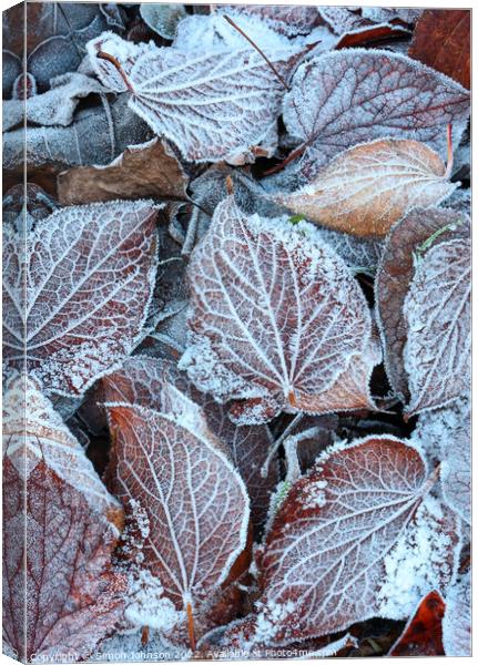 Frosted leaves  Canvas Print by Simon Johnson