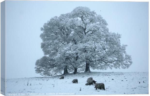 Tree, sheep and snow  Canvas Print by Simon Johnson