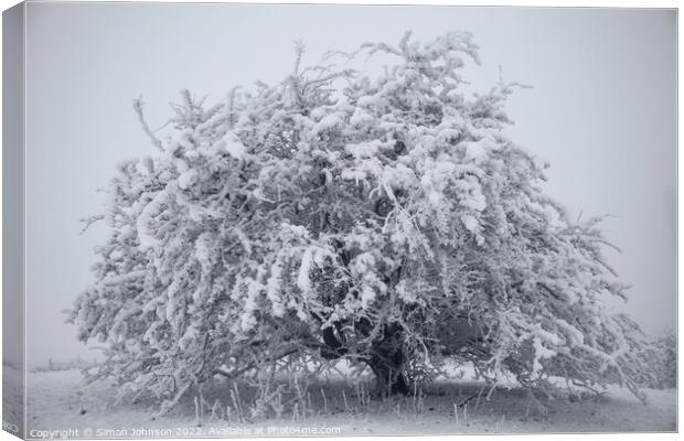 Frosted tree Canvas Print by Simon Johnson