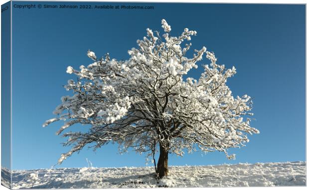 Frosted tree Canvas Print by Simon Johnson