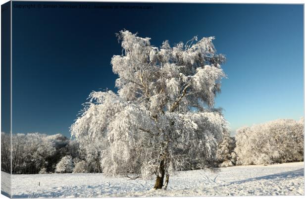Frosted tree  Canvas Print by Simon Johnson