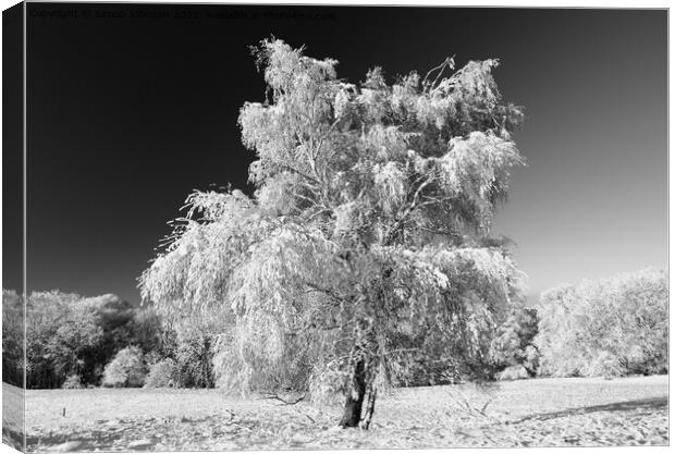 Frosted tree with snow  Canvas Print by Simon Johnson
