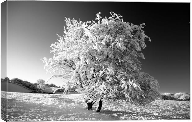 Frosted tree in monochrome  Canvas Print by Simon Johnson
