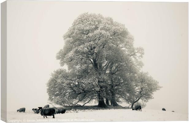 Frosted tree, sheep fog and Snow Canvas Print by Simon Johnson