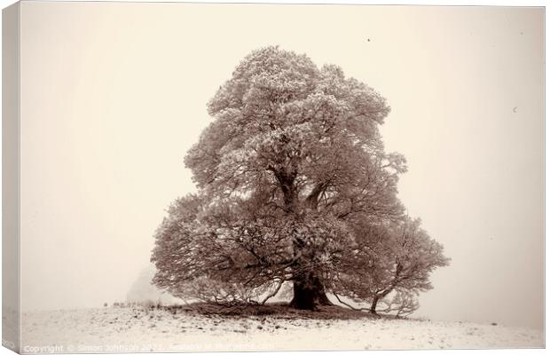 Frosted  tree sepia Canvas Print by Simon Johnson