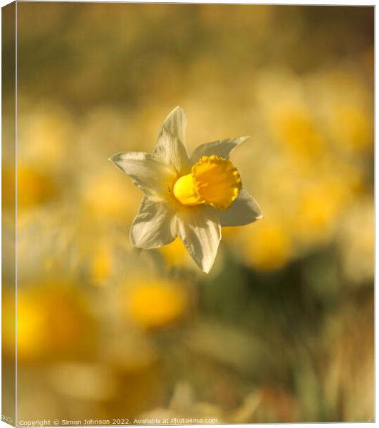 Daffodils  flower Canvas Print by Simon Johnson