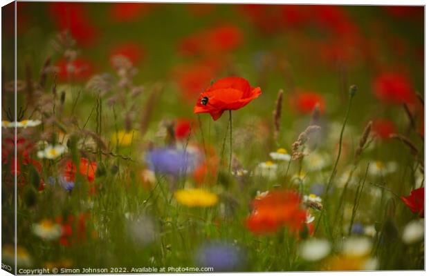 Poppy flower Canvas Print by Simon Johnson